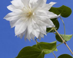 Duchess of Edinburgh white clematis blossom and stem against a blue background