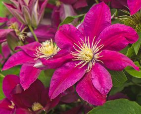 close up image of a few magenta Clematis Ernest Markham blossoms