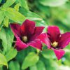 2 Ernest Markham clematis blossoms surrounded by light green foliage