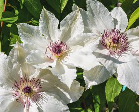 3 white clematis blossoms with dark purple stamens
