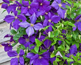 Group of deep purple Clematis Jackmanii vines in front of wood