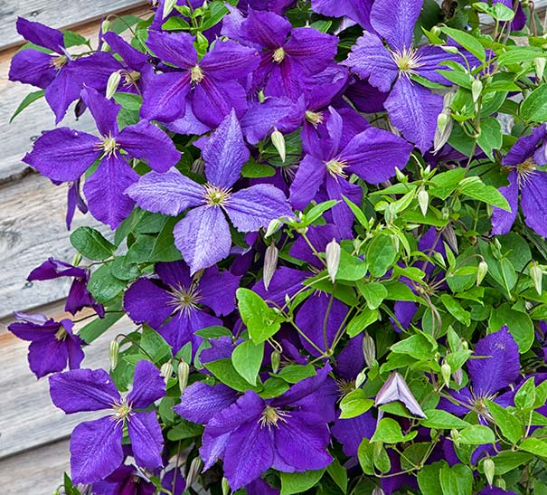 Group of deep purple Clematis Jackmanii vines in front of wood