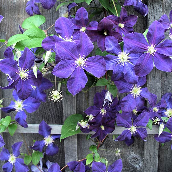 group of deep purple Clematis Jackmanii sporadically covering a wood fence