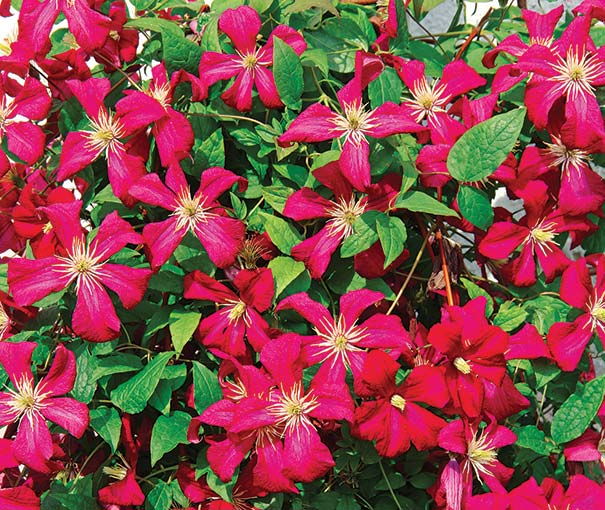 A plethora of Madame Eduard Andre clematis blossoms