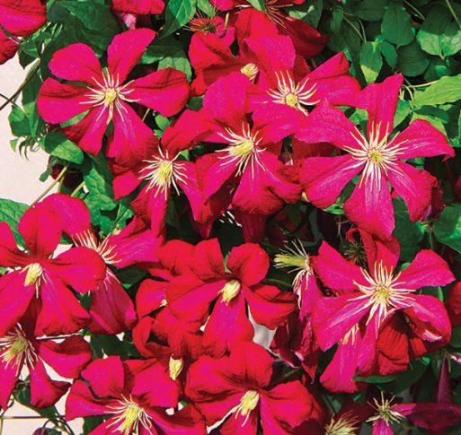 Clematis 'Madame Edouard Andre' - Degroot