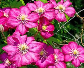 group of 8 to 10 Rouge Cardinal Clematis blossoms on a chain link fence