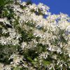large group of Clematis Sweet Autumn with blue sky in the background
