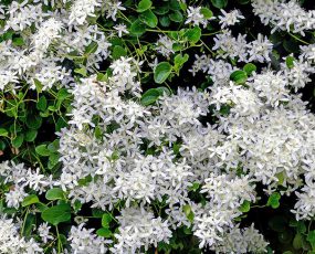 Group of white astilbe plumes above medium green foliage