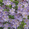 large group of lavender Clematis Will Goodwin blossoms and vines