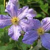 2 pale purple ruffled Will Goodwin Clematis blossoms with foliage in the background