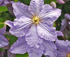 close up image of 2 lavender Clematis Will Goodwin blossoms