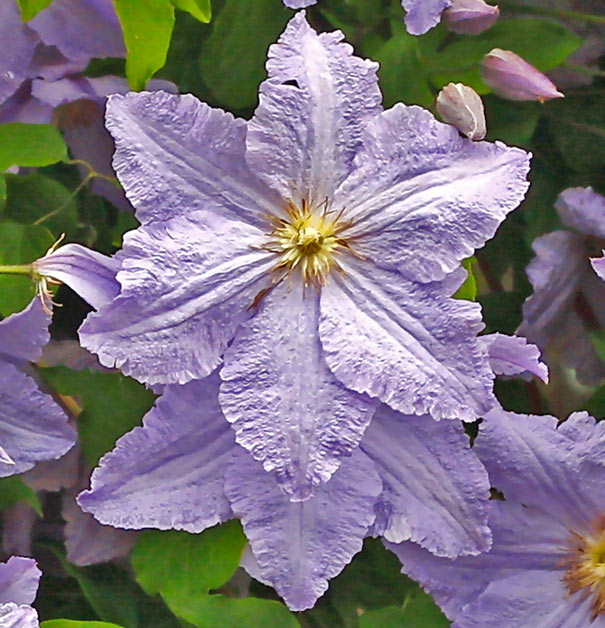 close up image of 2 lavender Clematis Will Goodwin blossoms