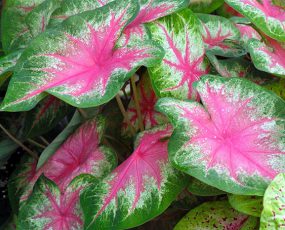 Caladium 'Pink'
