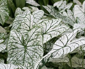 Caladium 'White'