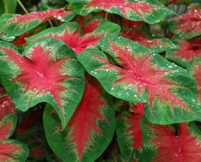Caladium 'Red'