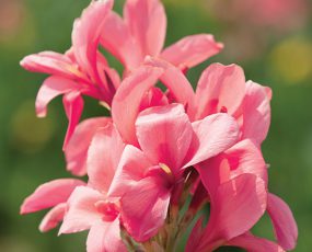 Canna, Semi-Dwarf 'Pink President'