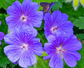 Geranium (Hardy Geranium or Crane's Bill) 'magnificum'