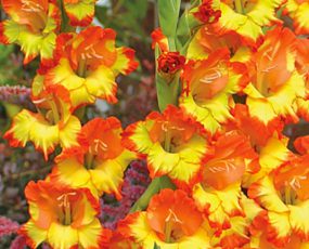 Gladiolus 'Fiesta', Premium