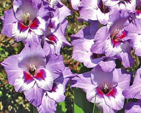 Gladiolus 'Vista', Premium