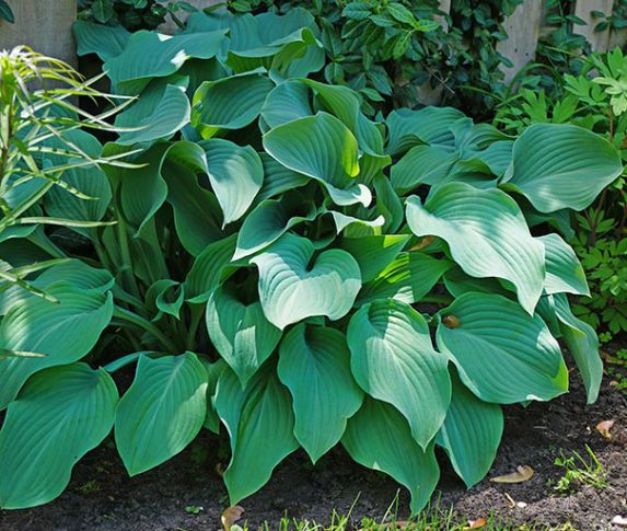 Hosta 'Krossa Regal' - Degroot