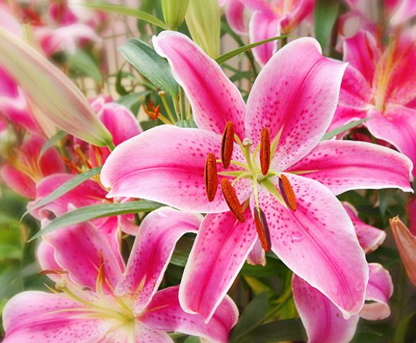 Hardy Lily Oriental Stargazer Degroot 9753