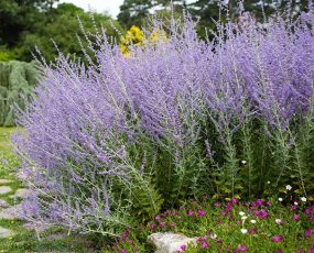 Perovskia atriplicifolia 'Russian Sage'