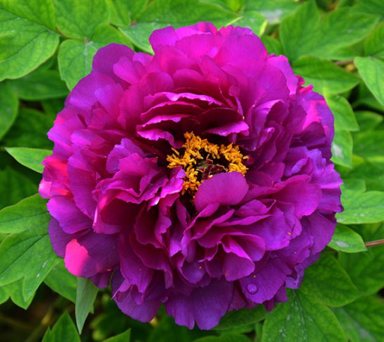 Paeonia Tree (Tree Peony) suffruticosa ‘Shimadaijin’ - DeGroot