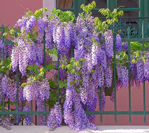 Drooping clusters of wisteria flowers crawling along a green ornate fence