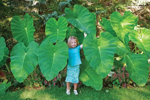 elephant ear toy