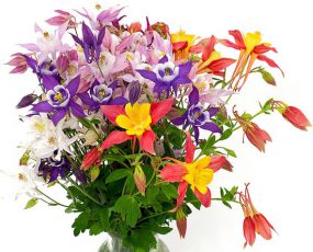 Aquilegia (Columbine) MCKANA MIX