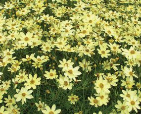 Coreopsis (Threadleaf) - verticillata 'Moonbeam'
