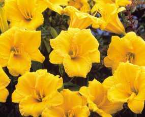 Daylily Stella De Oro