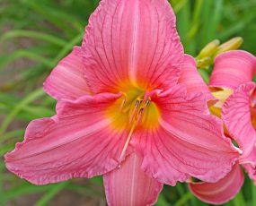 Daylily Rosa Bellini