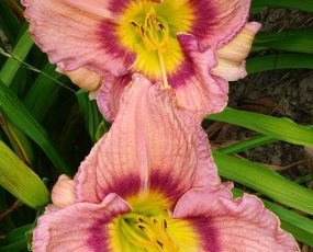 Daylily BellaBoo