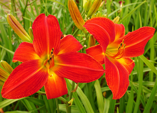 Daylily Christmas Time - Degroot