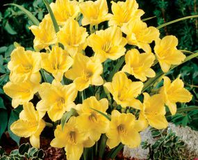Daylily Happy Returns