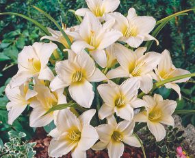 Daylily Serene Madonna