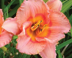 Daylily Siloam Little Girl