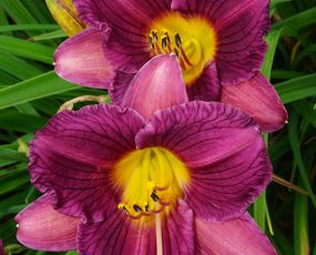 Daylily Purple De Oro