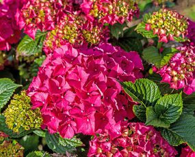 Hydrangea 'Glowing Embers' macrophylla