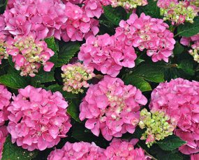 Hydrangea 'Forever Pink' macrophylla