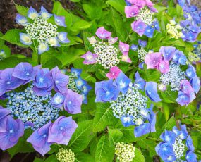 Hydrangea 'Tellers Blue' macrophylla