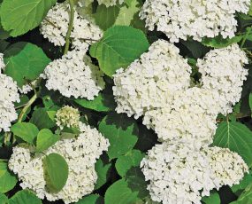 Hydrangea 'Annabelle' arborescens