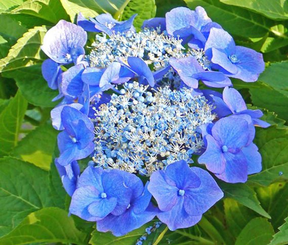 Hydrangea 'Tellers Blue' macrophylla - Degroot