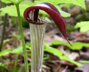 Arisaema triphyllum (Jack-in-the-Pulpit)