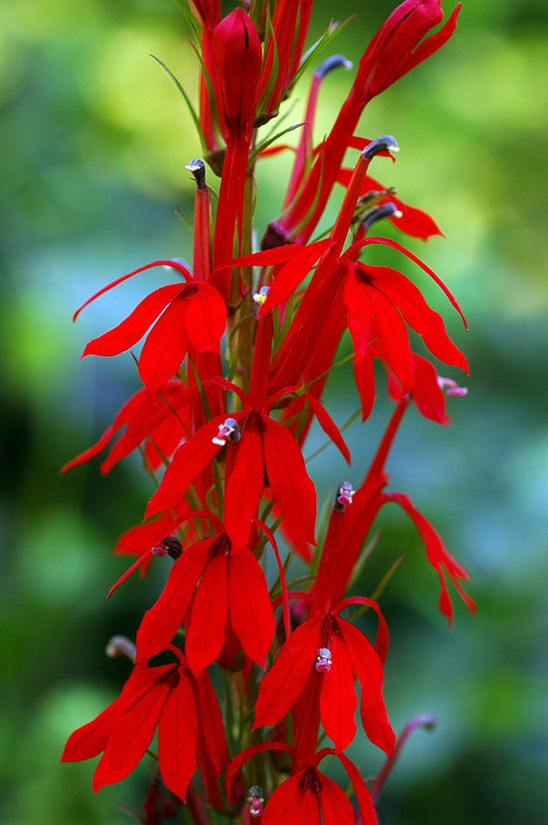 Lobelia cardinalis (Cardinal Flower/Red Lobelia) - Degroot