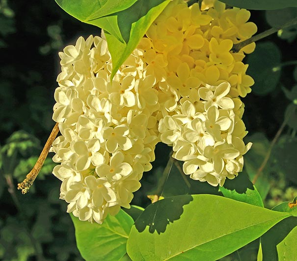 Image of Yellow summer lilac bush