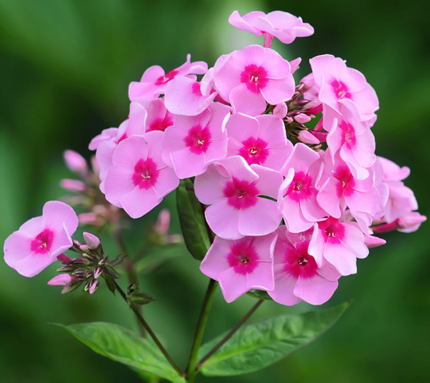 Image of Pink phlox flower
