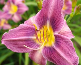 Daylily Prairie Blue Eyes