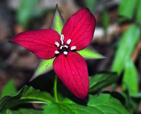 Trillium erectum (Red Trillium or Wake robin)